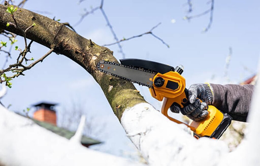 Tree trimming and pruning service improving structure and safety at a Akron, Ohio property