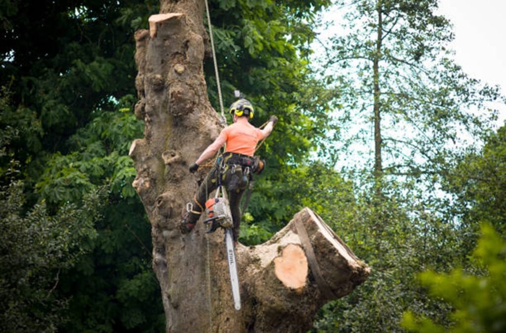 Safe tree removal service removing a large tree near a home in Richfield, OH