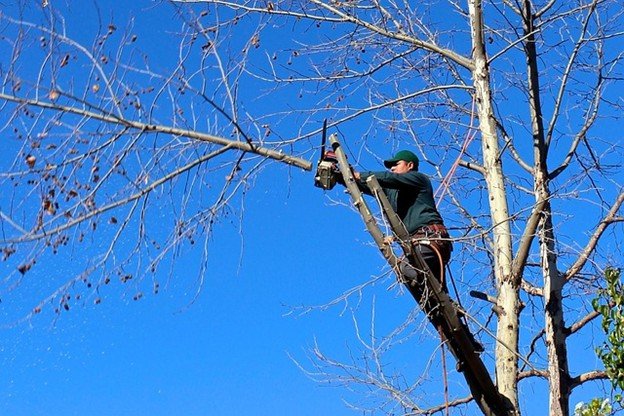 Leaning tree with exposed roots posing safety risk in Richfield, OH yard