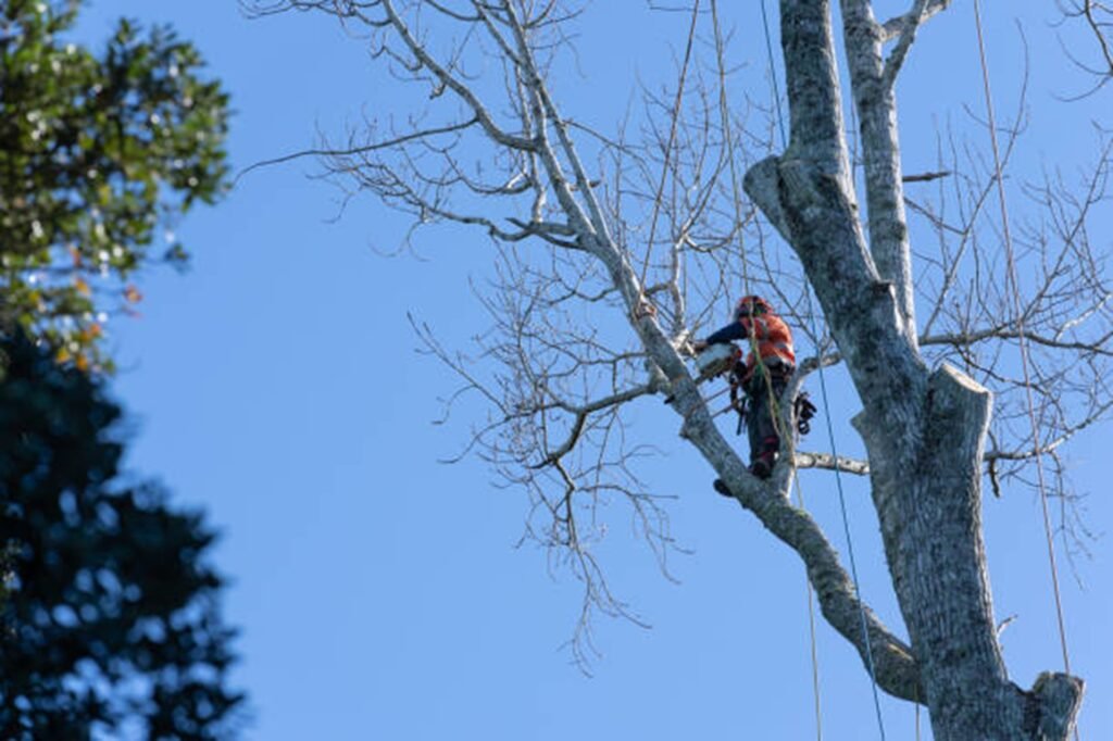 Professional tree removal crew safely cutting down a large tree near a home in Richfield, OH